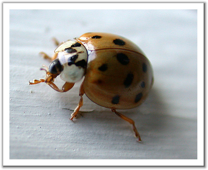 Ladybug