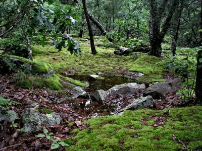 Flat Rock Ecosystem