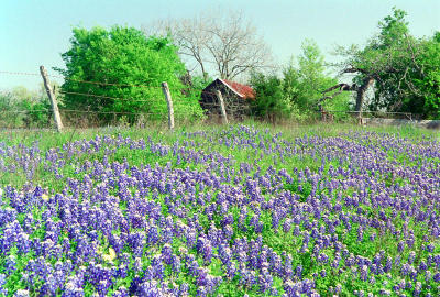 Texas Bluebonnets