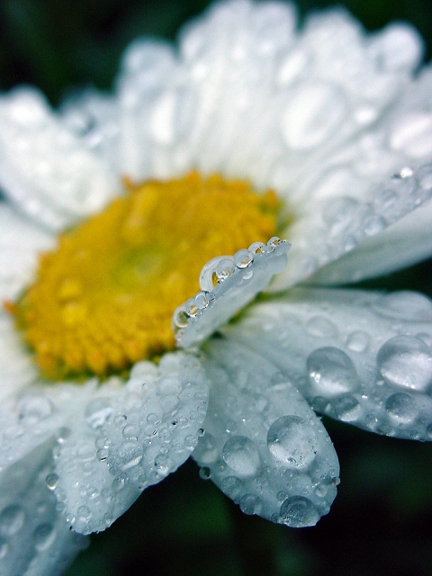 daisy puddles