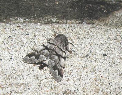 Eastern Panthea (Panthea furcilla)