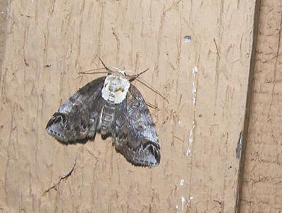 Eyed Baileya Moth (Baileya ophthalmica)