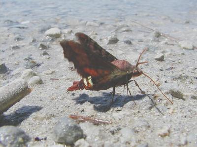 Nessus sphinx moth (Amphion floridensis)