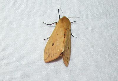 Banded Woolly Bear Moth (Pyrrharctia isabella)