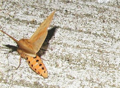 Banded Woolly Bear Moth ( Pyrrharctia isabella)