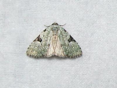 Green Leuconycta (Leuconycta diphtheroides)