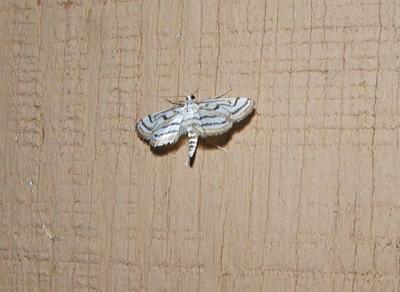 Pondweed Moth (Parapoynx badiusalis)