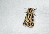 Anna Tiger Moth (Grammia anna)