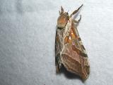 Silver-spotted Ghost Moth (Sthenopis argenteomaculatus)