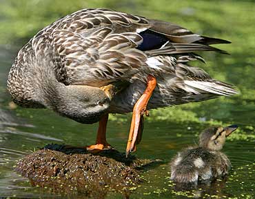 Mother Preening - Duckling