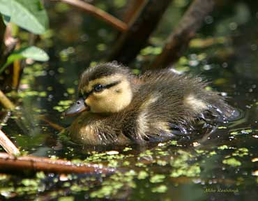 New-Born Exlporer - Duckling