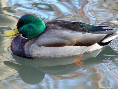 052 Mallard Duck.jpg