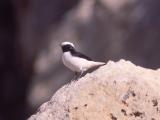 038 Mourning Wheatear.jpg