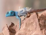 Blue Lizard changing skin.jpg