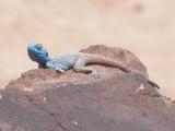 Another Blue Lizard.jpg