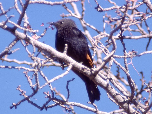 022 Tristrams Grackle.jpg