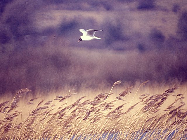 031 Black-headed Gull.jpg