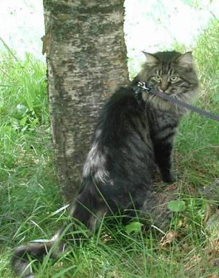 Hugo posing under the birch tree!