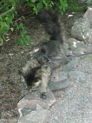 Hugo's favorite walking stones!