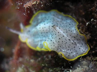 Prostheceraeus moseleyi