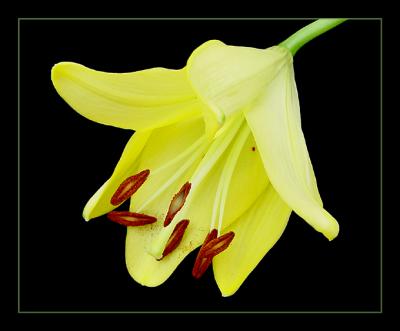 Tiger Lily