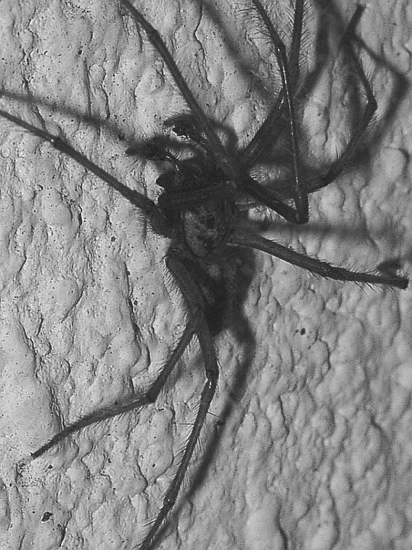 spider  


(not dead ..I never killed  a spider  or any insect in my life)