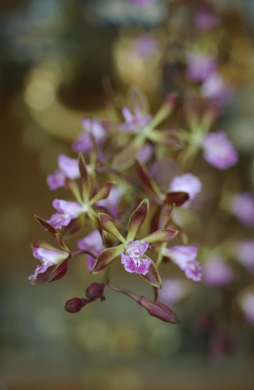 Encyclia plicata x Encyclia Orchid Jungle