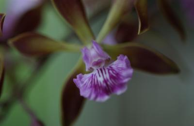 Encyclia plicata x Encyclia 'Orchid Jungle'