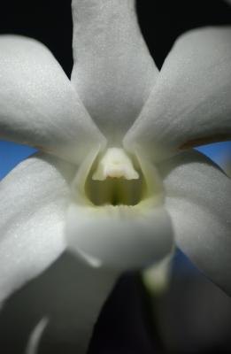 Dendrobium