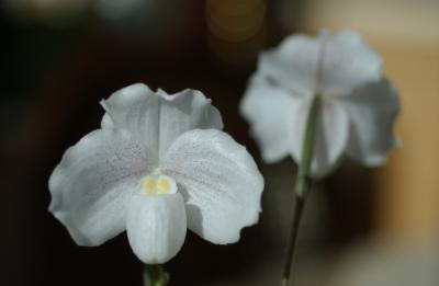 Paphiopedilum niveum