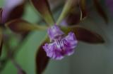 Encyclia plicata x Encyclia Orchid Jungle