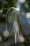 Brassavola cucullata