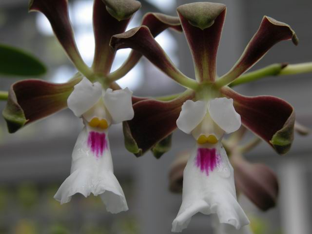 Encyclia cordigera semi-alba x self