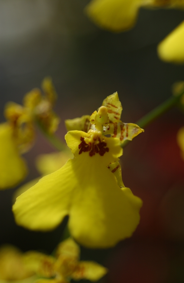 Oncidium Dancing Lady