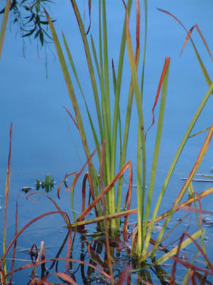watersedge.jpg