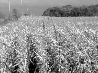 field.jpg