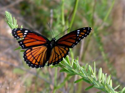 Viceroy