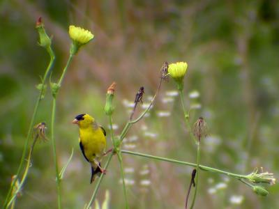  American Goldfinch