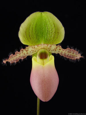 Paph Pinocchio (glaucophyllum x primulinum)
