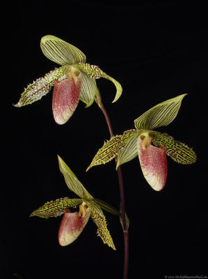 Paph. Iantha Stage