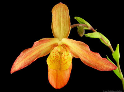 Phrag. Sargent Eric Prag.(Eric Young 'Rocket Fire' (4N) x sargentianum)