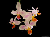 Phal. equestris ('alba' x 'aurea')