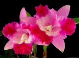 C. Walkeriana alba 'Pendentive' AM/AOS x Lc. Mari's Song 'Orchidlibrary'