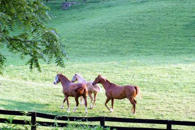 Horses in Side Pasture