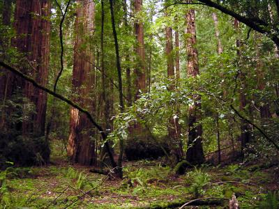 Muir Woods