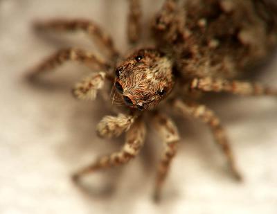 jumping_spiders