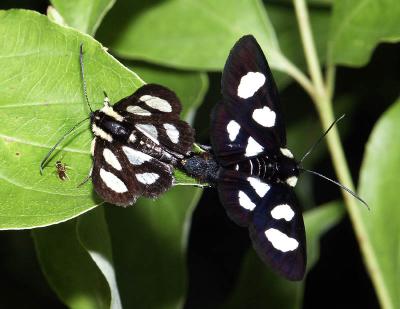 moths_and_butterflies