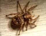 Jumping Spider5968.jpg