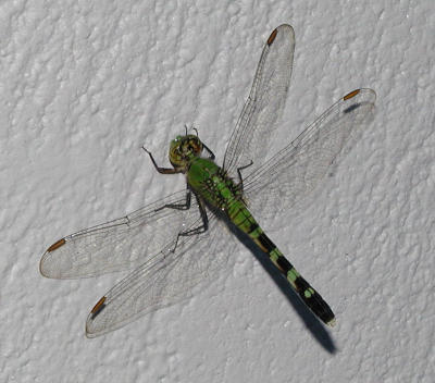 Dragonfly Green