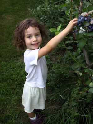 Berry Picking